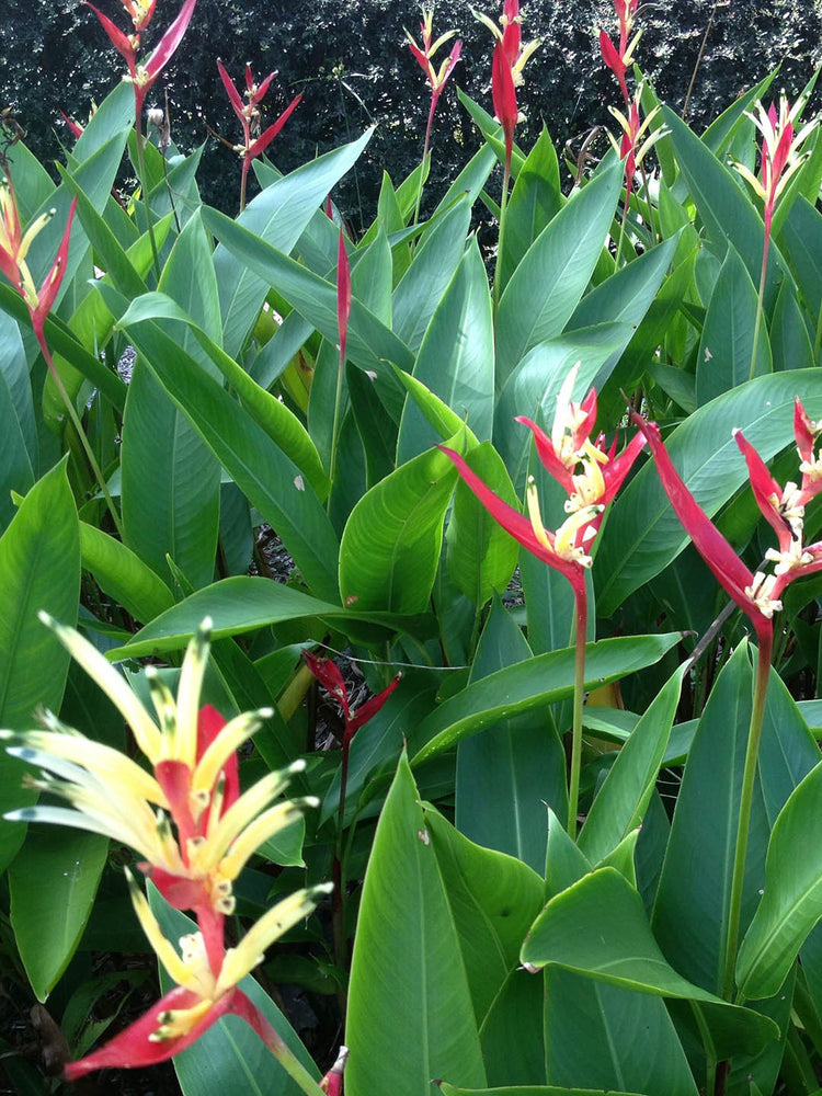 Heliconia Psittacorum Andromeda 