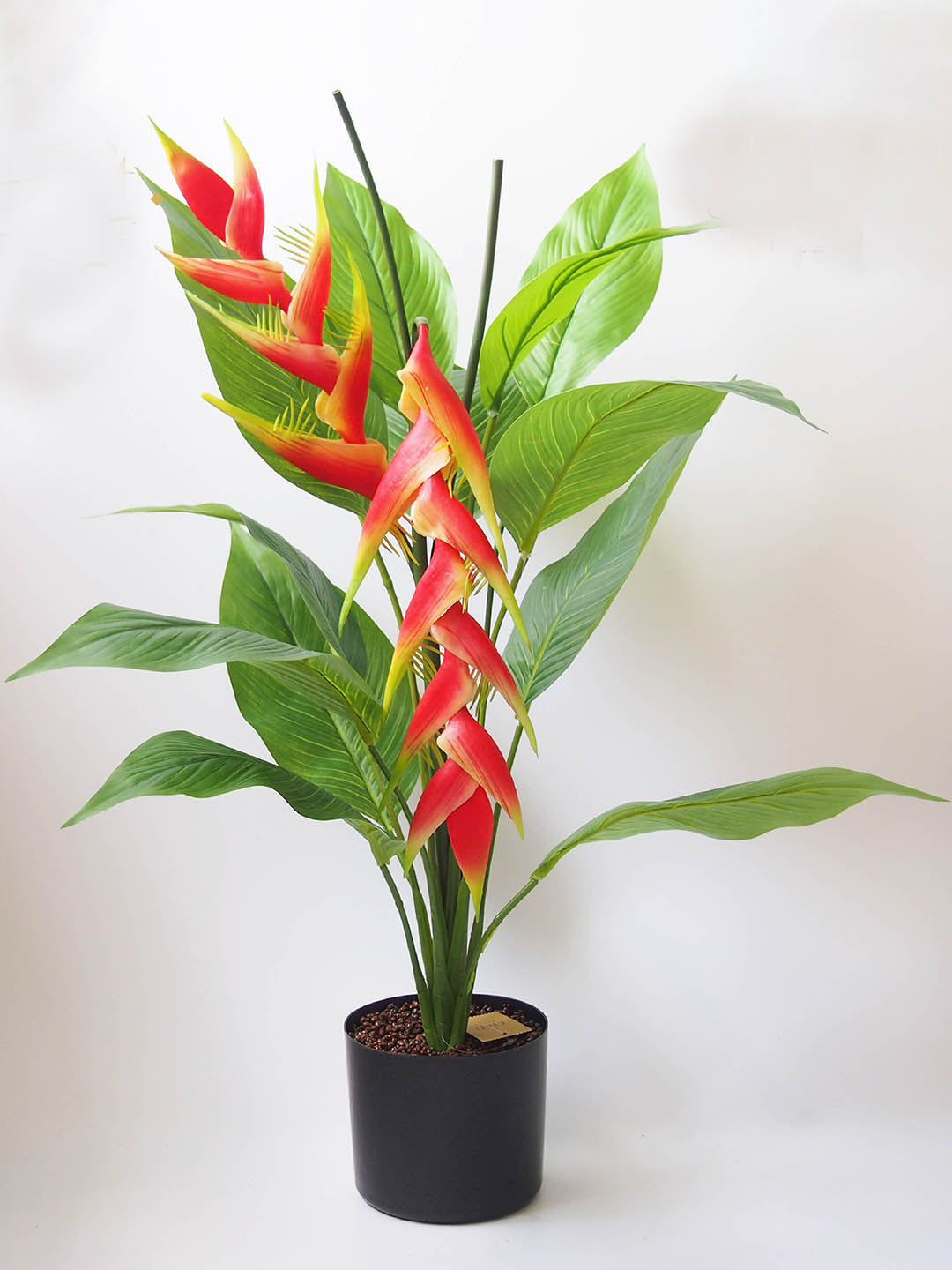 Heliconia Rostrata Plant or Hanging Lobster Claw with Green coloured leaves and Red, Yellowish white coloured flower 