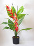 Heliconia Rostrata Plant or Hanging Lobster Claw with Green coloured leaves and Red, Yellowish white coloured flower 