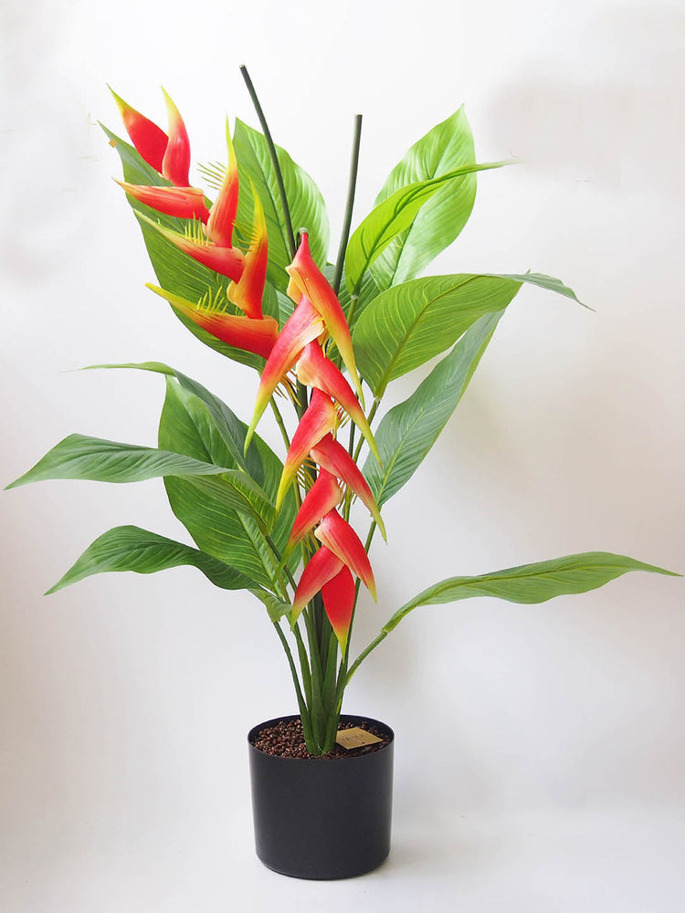 Heliconia Rostrata Plant or Hanging Lobster Claw with Green coloured leaves and Red, Yellowish white coloured flower 