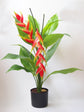 Heliconia Rostrata Plant or Hanging Lobster Claw with Green coloured leaves and Red, Yellowish white coloured flower 