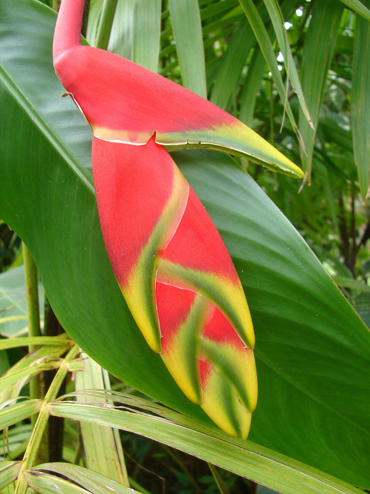 Heliconia Rostrata