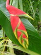 Heliconia Rostrata
