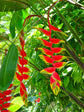 Heliconia Rostrata