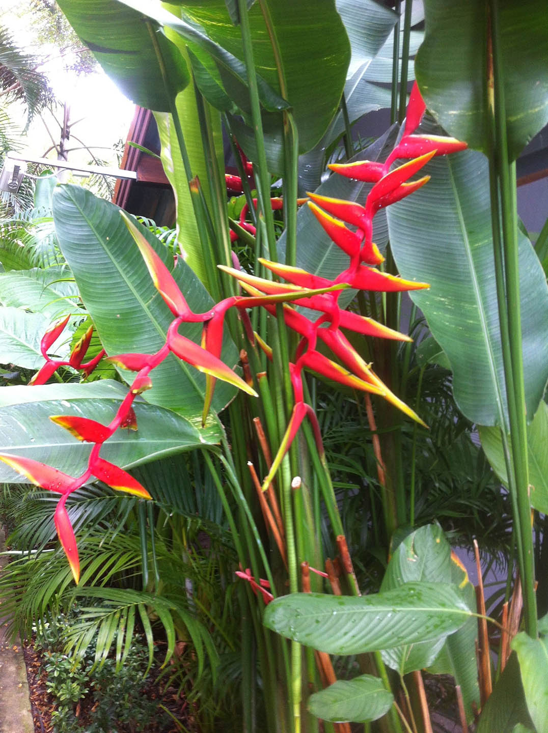 Heliconia Rostrata