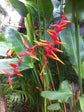 Heliconia Rostrata