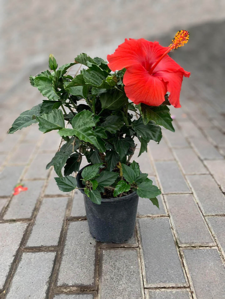 Hibiscus Rosa-Sinensis Indian Red Plant or Desi Hibiscus with Green coloured leaves and Red coloured flower 