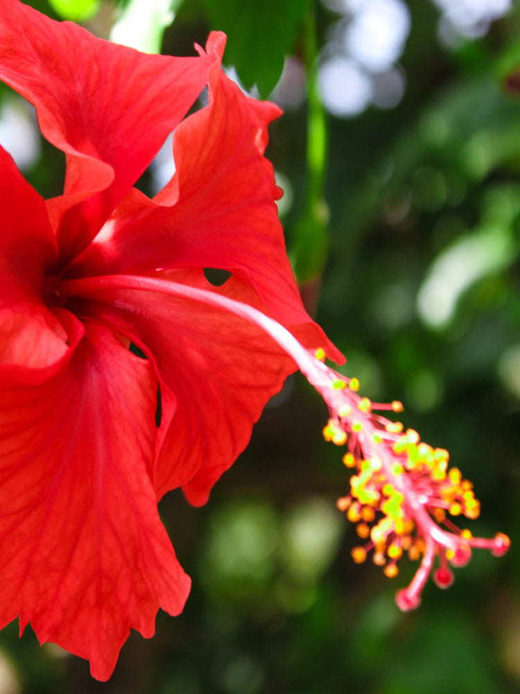 Hibiscus Rosa-Sinensis Indian Red 