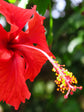 Hibiscus Rosa-Sinensis Indian Red 