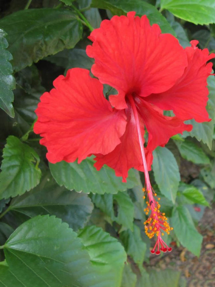 Hibiscus Rosa-Sinensis Indian Red 