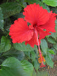 Hibiscus Rosa-Sinensis Indian Red 