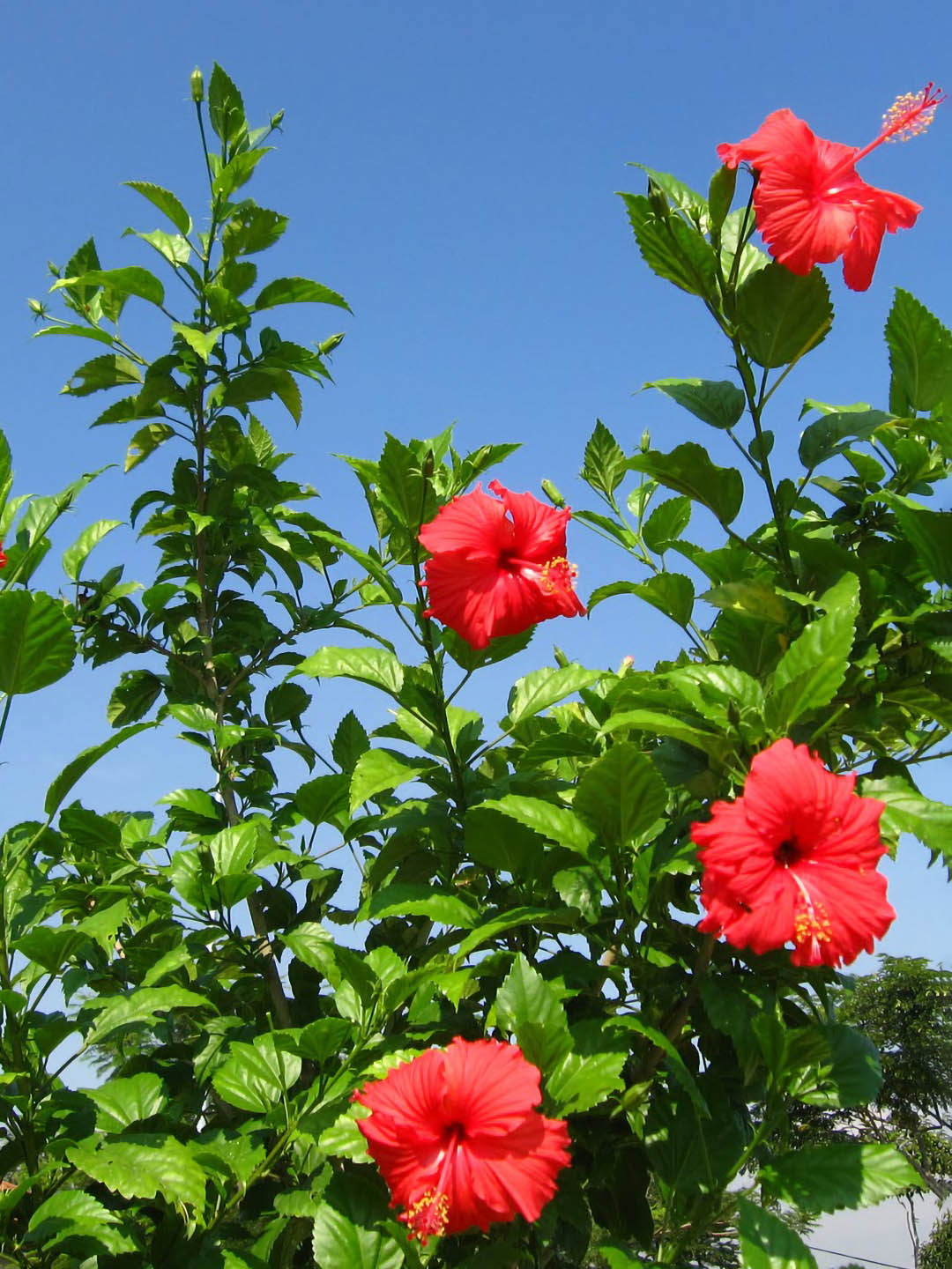 Hibiscus Rosa-Sinensis Indian Red 