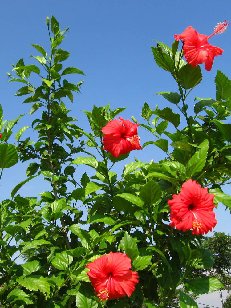 Hibiscus Rosa-Sinensis Indian Red 