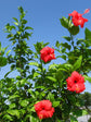 Hibiscus Rosa-Sinensis Indian Red 