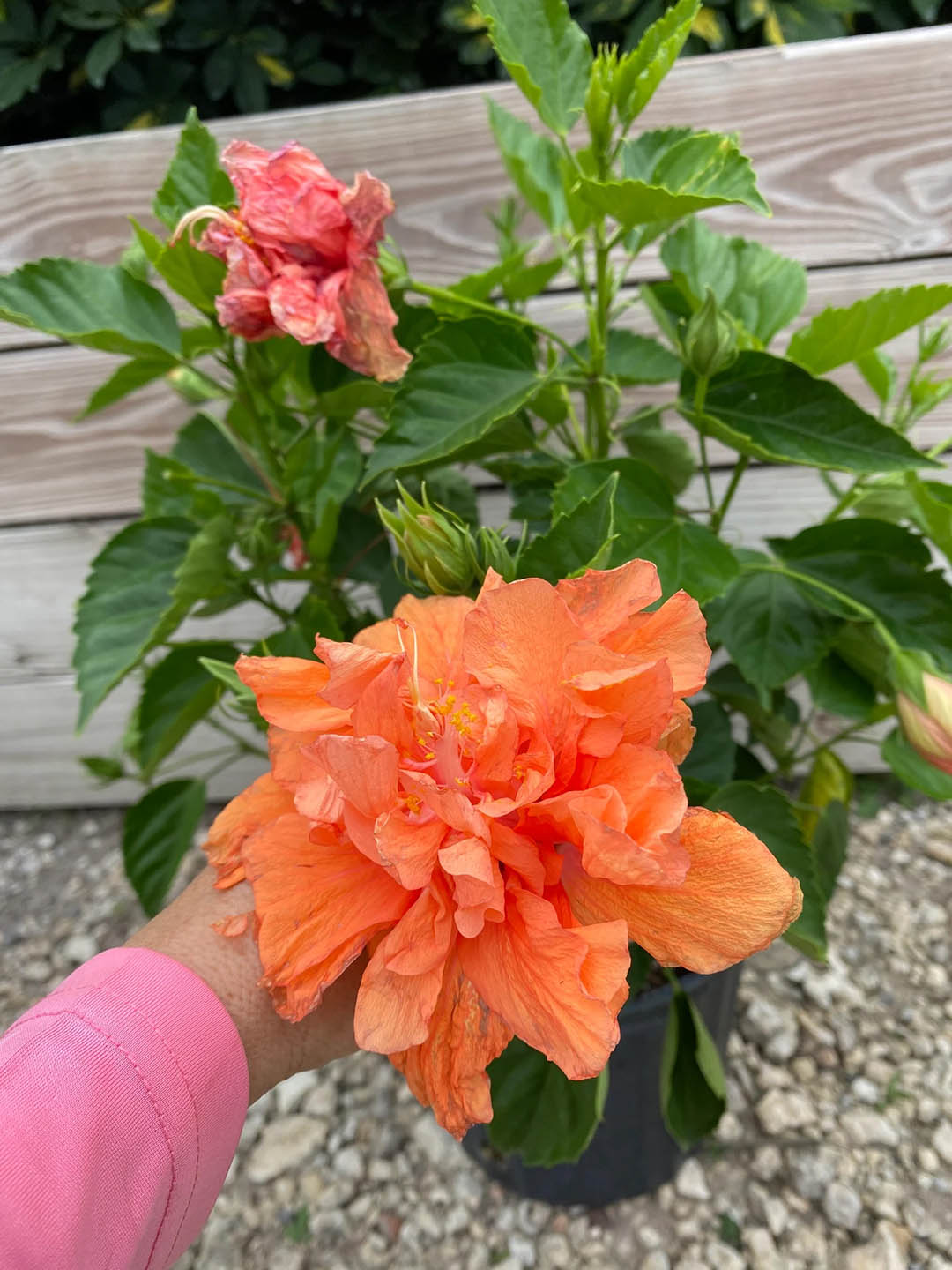 Hibiscus Rosa-Sinensis Peach Double Plant or Peach Double Hibiscus with Green coloured leaves and Peach coloured flower 