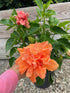 Hibiscus Rosa-Sinensis Peach Double Plant or Peach Double Hibiscus with Green coloured leaves and Peach coloured flower 