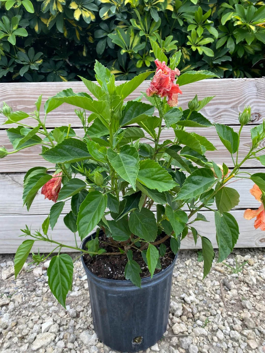 Hibiscus Rosa-Sinensis Peach Double 