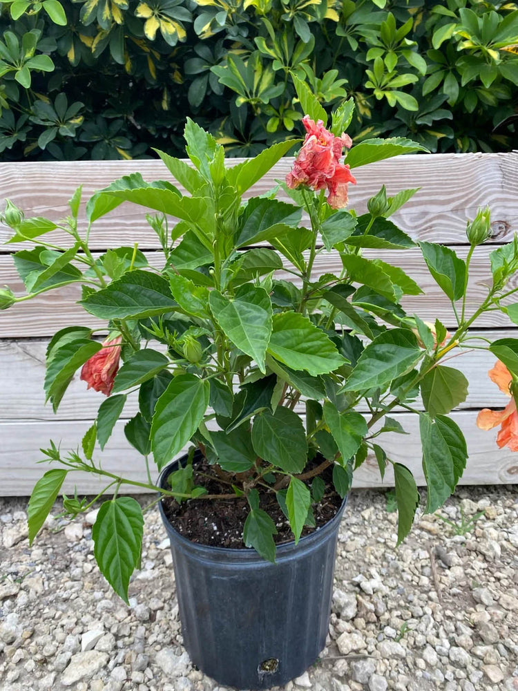 Hibiscus Rosa-Sinensis Peach Double 