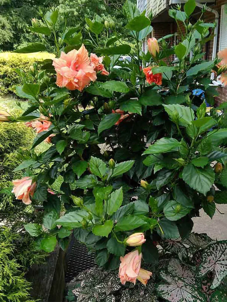 Hibiscus Rosa-Sinensis Peach Double 