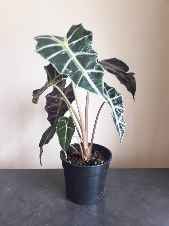 Alocasia Amazonica Plant or Elephant Ears with Frost Green Veins on Dark Green coloured leaves