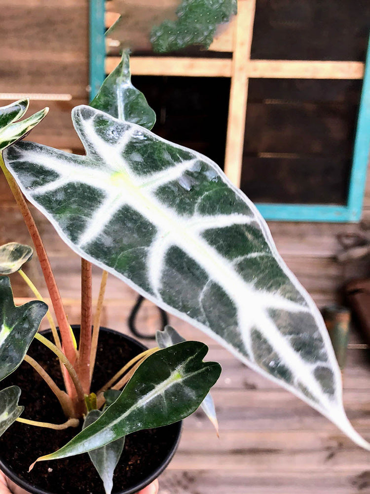 Alocasia Amazonica