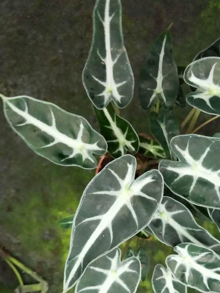 Alocasia Varieties