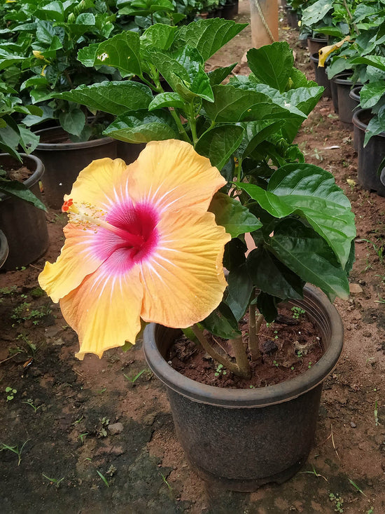 Hibiscus Rosa-Sinensis Peach Red Plant or Peach Hibiscus with Green coloured leaves and Red Eye and Peach Base coloured flower 