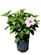 Hibiscus Rosa-Sinensis Pink Plant or Pink Hibiscus with Green coloured leaves and Pink coloured flower 