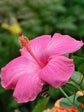 Hibiscus Rosa-Sinensis Pink 