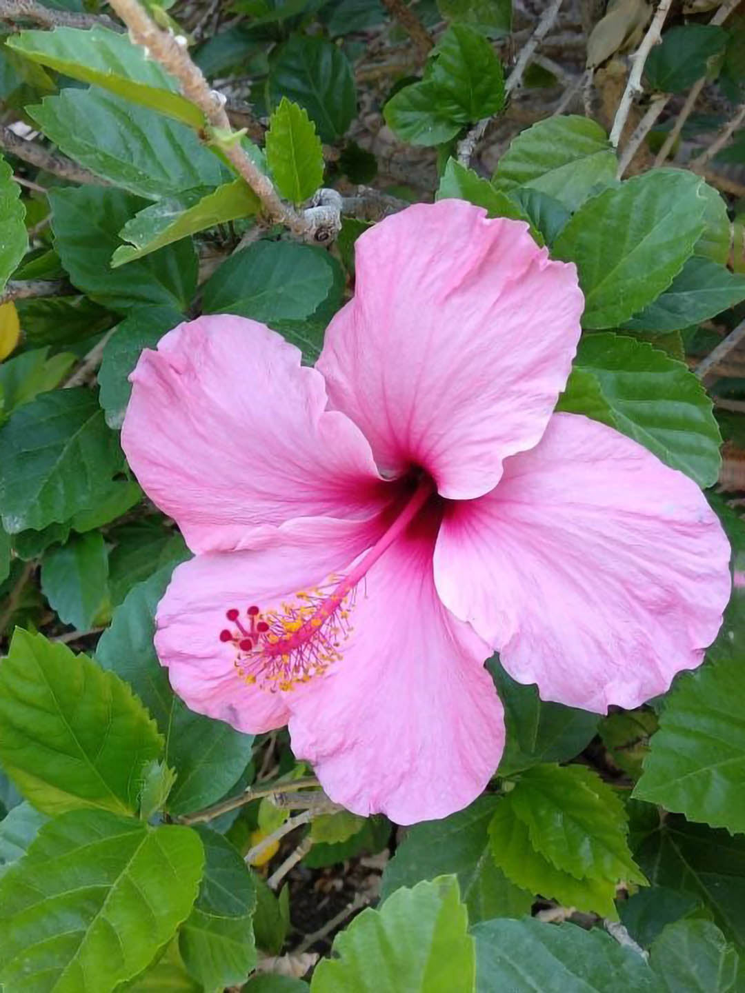 Hibiscus Rosa-Sinensis Pink 