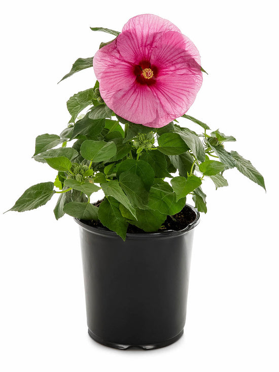 Hibiscus Rosa-Sinensis Purple Red Plant or Purple Hibiscus with Green coloured leaves and Red Eye and Purple Base coloured flower 