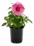 Hibiscus Rosa-Sinensis Purple Red Plant or Purple Hibiscus with Green coloured leaves and Red Eye and Purple Base coloured flower 