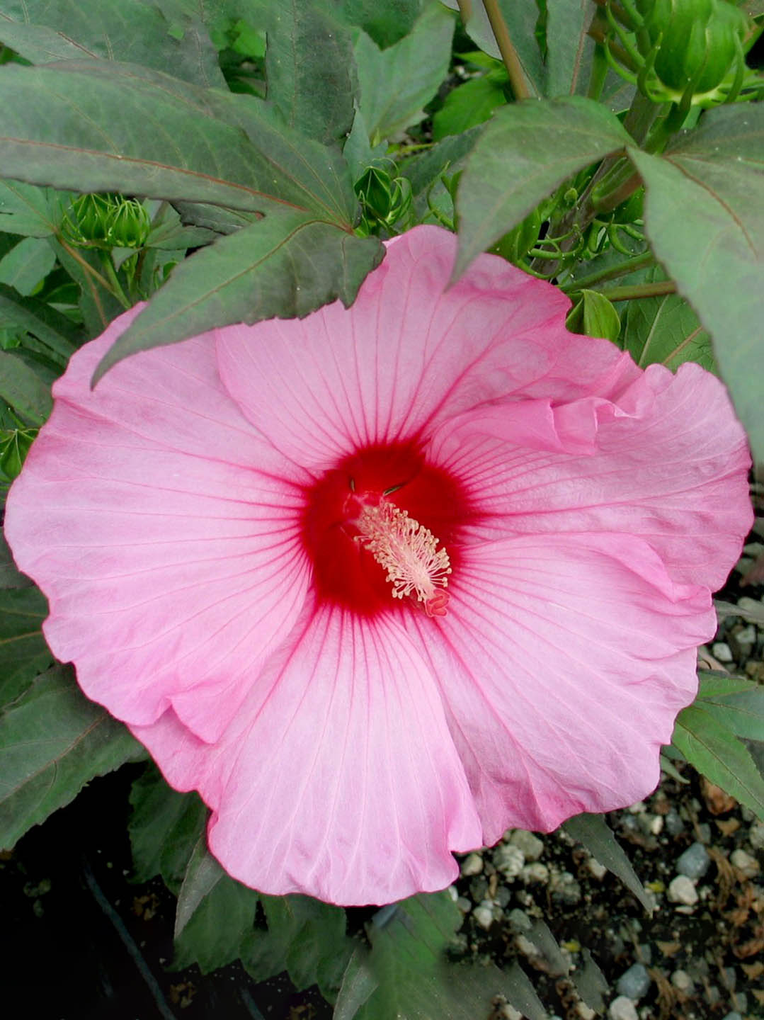 Hibiscus Rosa-Sinensis Purple Red 