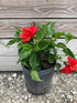 Hibiscus Rosa-Sinensis Red Double Plant or Red Double Hibiscus with Green coloured leaves and Red coloured flower 