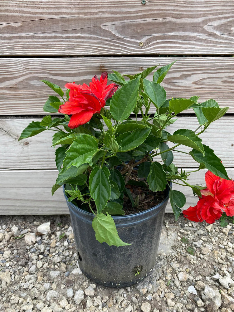 Hibiscus Rosa-Sinensis Red Double Plant or Red Double Hibiscus with Green coloured leaves and Red coloured flower 