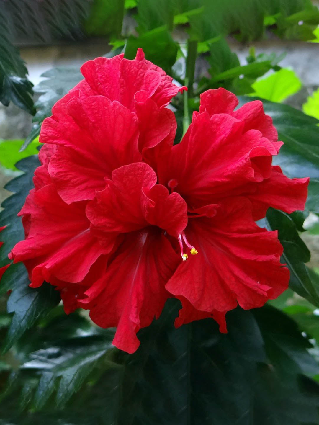 Hibiscus Rosa-Sinensis Red Double 