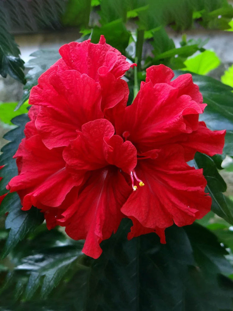 Hibiscus Rosa-Sinensis Red Double 