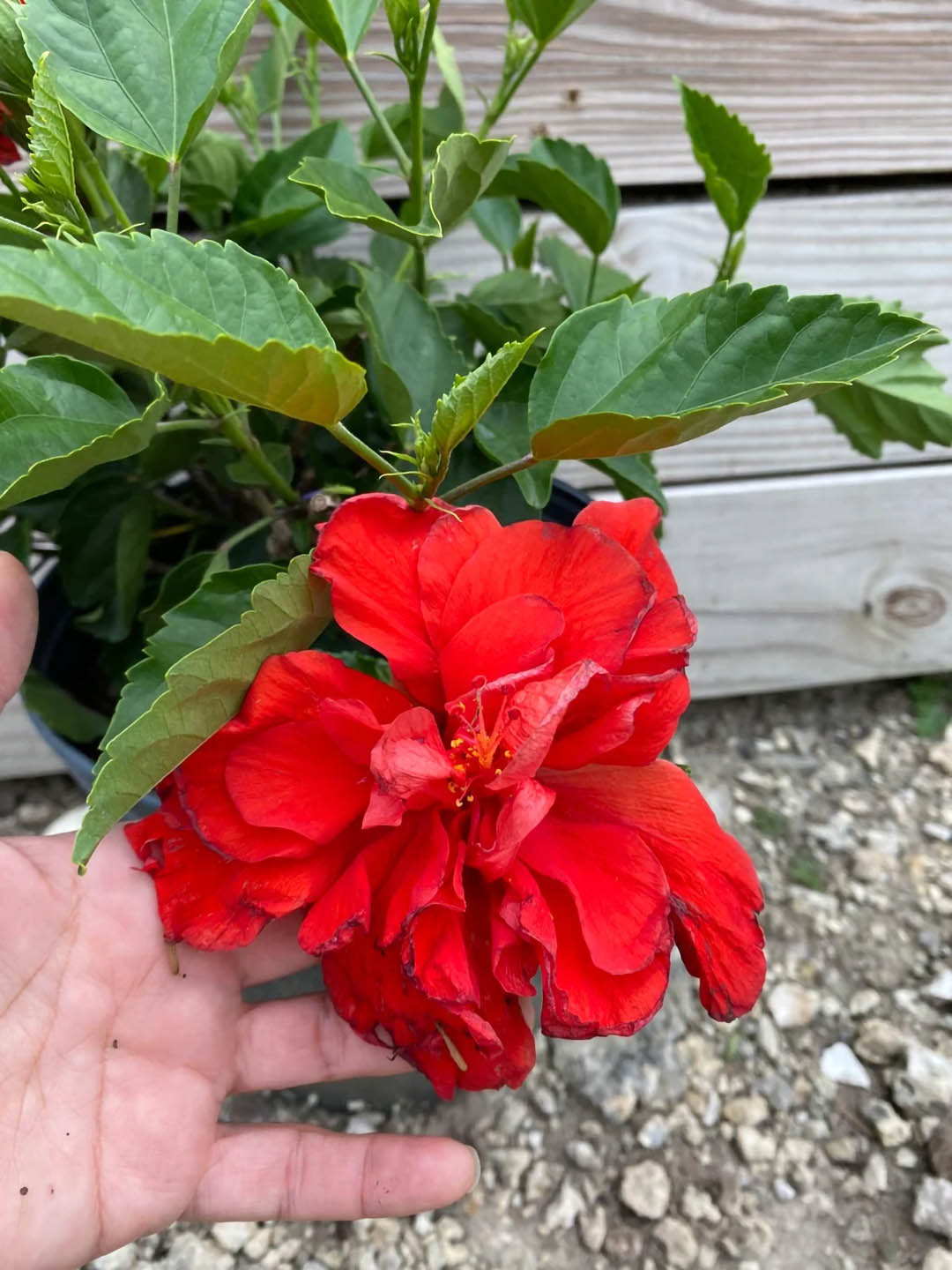 Hibiscus Rosa-Sinensis Red Double 