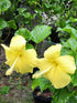 Hibiscus Rosa-Sinensis Yellow Plant or Yellow Hibiscus with Green coloured leaves and Yellow coloured flower 