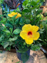 Hibiscus Rosa-Sinensis Yellow Red Plant or Hibiscus ‘Beach Beauty’ with Green coloured leaves and Red Eye and Yellow Base coloured flower 