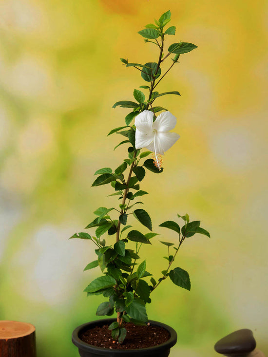 Hibiscus White Desi Plant or Jasvandi, Chinese Hibiscus, Gumamela with Green coloured leaves and White coloured flower 