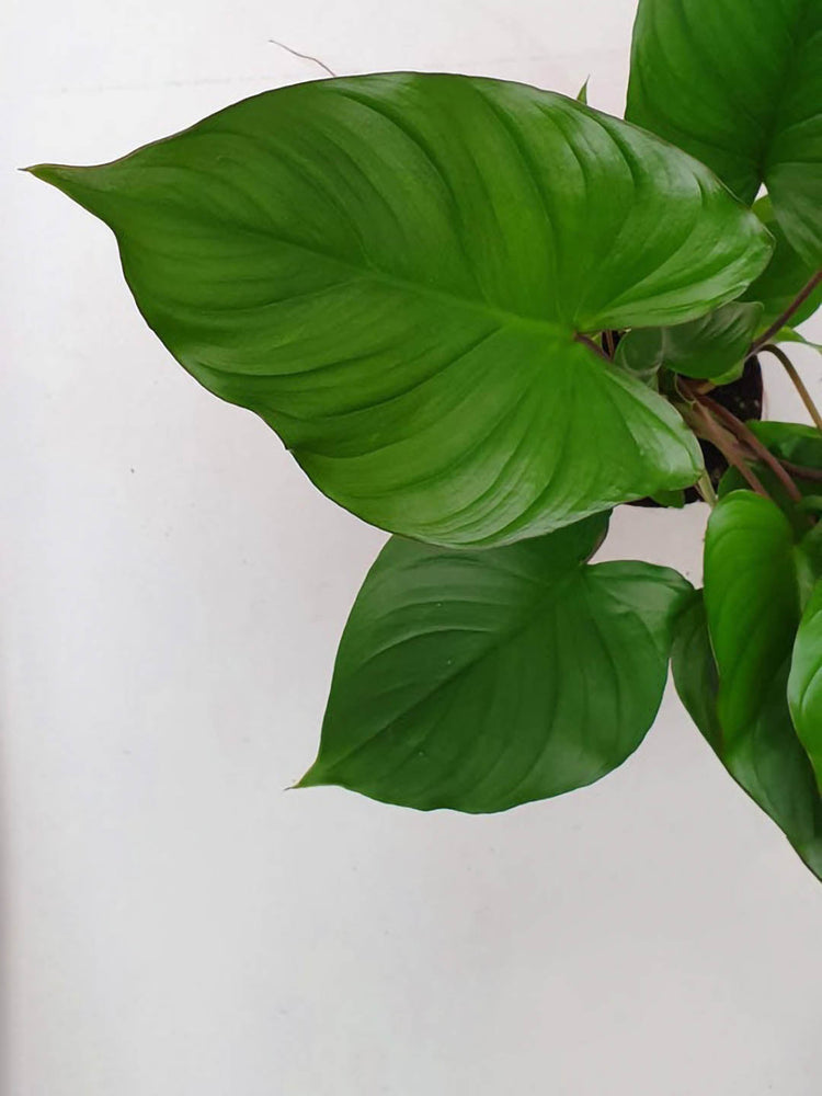 Homalomena Rubescens Maggy 