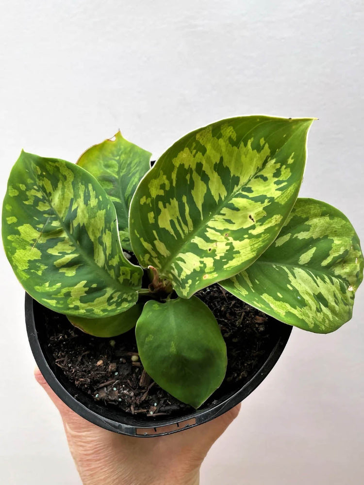 Homalomena Wallisii Camouflage Plant or King of Hears with Green coloured leaves