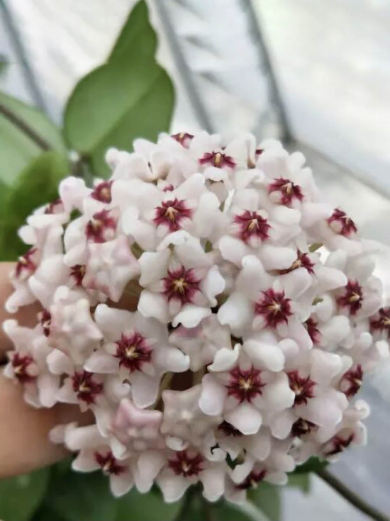 Hoya Carnosa Plant or Wax Plant with Green coloured leaves and Pink White coloured flower 
