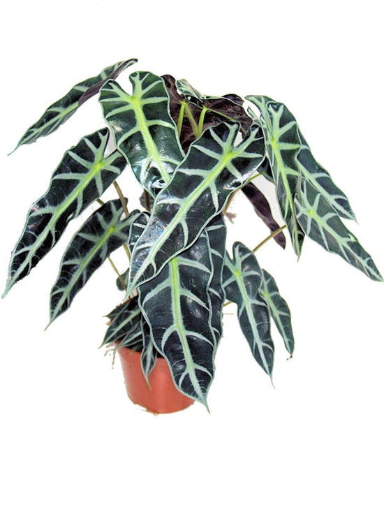 Alocasia Bambino Plant or Alocasia Amazonica Jewel Alocasia with Dark green with Frost green venation coloured leaves