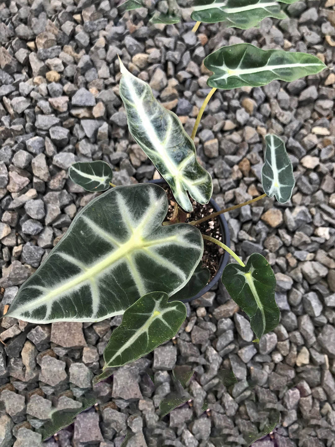 Alocasia Bambino