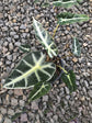Alocasia Bambino