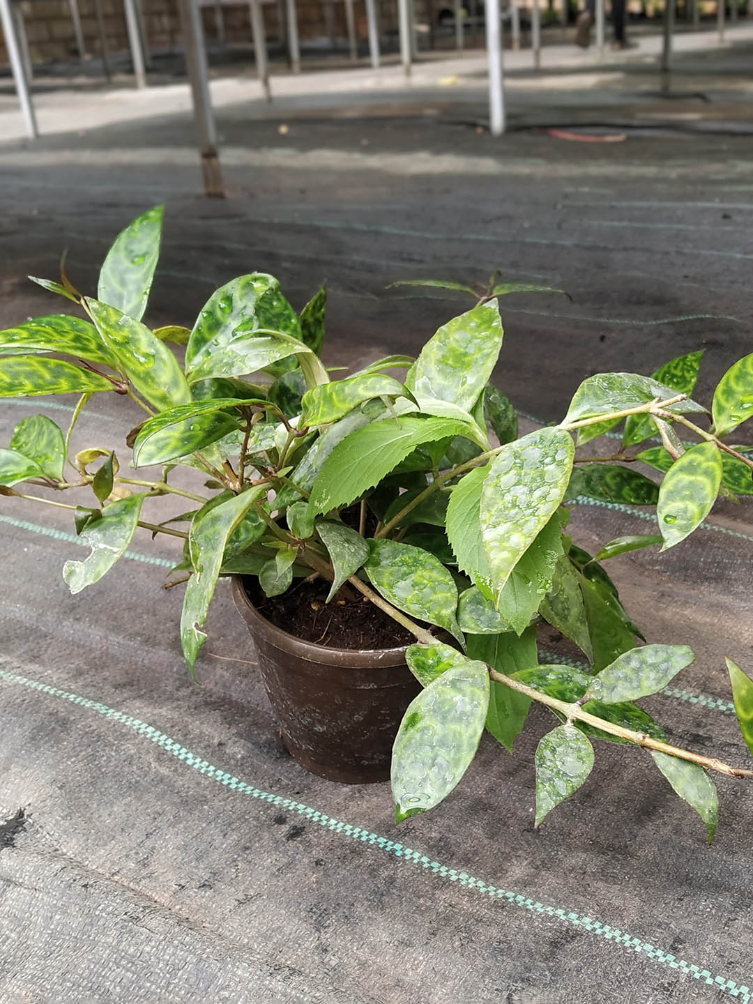 Hoya Finlaysonii Plant or Hoya with Green coloured leaves and Pink White coloured flower 