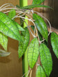 Hoya Finlaysonii