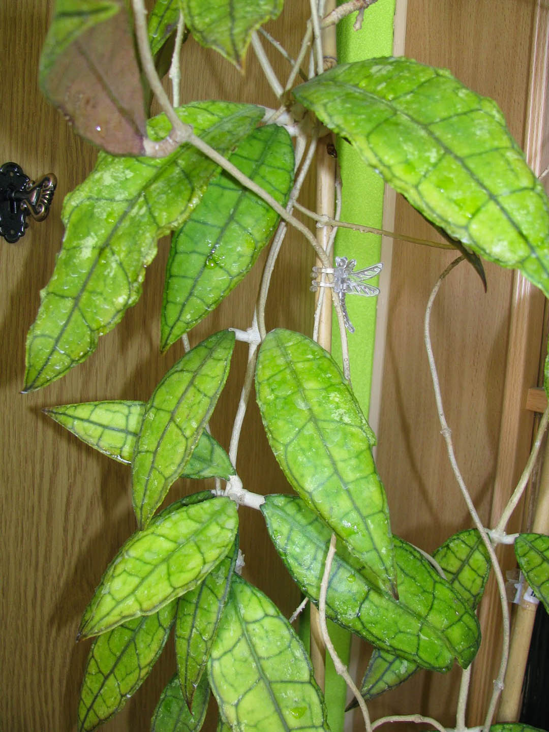 Hoya Finlaysonii